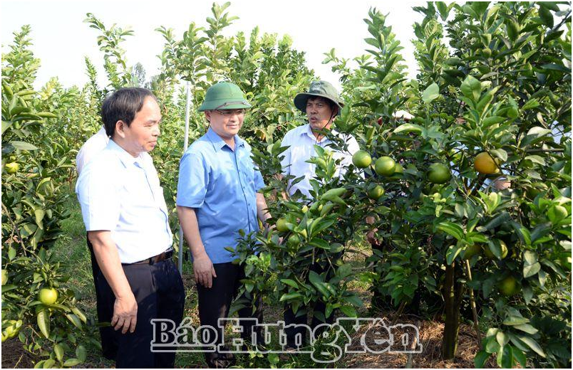 Bí thư Tỉnh ủy Đỗ Tiến Sỹ kiểm tra mô hình trồng cây ăn quả theo tiêu chuẩn VietGAP tại xã Thủ Sỹ (Tiên Lữ)